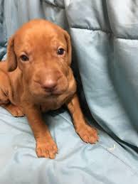 Wire haired vizsla pups for sale that will be ready for their new homes on the 10th of september, excellent pedigree both dam and sire are working dogs from the tungadale and gonegos kennels. Vizsla Puppies For Sale In Pa In Johnstown Pennsylvania Puppies For Sale Near Me
