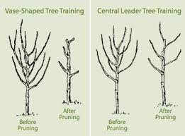 Pin On Pruning