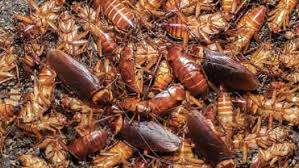 Maybe you would like to learn more about one of these? Anda Mungkin Tak Sadar 5 Hal Ini Mengundang Kecoak Masuk Ke Rumah Global Liputan6 Com