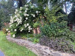 Image result for Tinnea galpinii