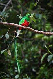 Birds That Start With The Letter Q Pin On Quetzales