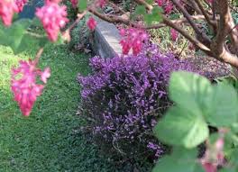 Visually, it won't look out of place either. Heathers Heaths The Garden Website Com