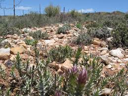 Image result for Macledium sessiliflorum