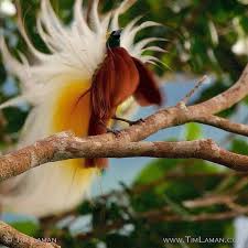 Lesser Bird Of Paradise Images Photo By Timlaman A Lesser Bird Of Paradise Creates And Explosion Of Plumes By Just Shaking His Back This Is Perhaps The Most Classic Species Of Bird Burung
