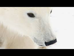 See full list on eden.uktv.co.uk Polar Bears