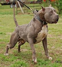Pin On Pit Bull Mix