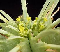Image result for Euphorbia pseudopetiolata