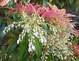 4.4 out of 5 stars. Fast Growing Evergreen Shrubs