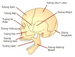 Rangka manusia dibedakan menjadi tiga bagian, yaitu rangka kepala (tengkorak), rangka badan, dan rangka anggota gerak. Rangka Manusia Bagian Fungsi Penjelasan Proses Struktur Jenis