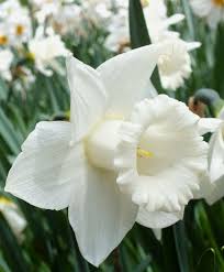 Narcissus Mount Hood Trumpet Daffodils Narcissi Flower Bulb Index In 2020 Bulb Flowers Narcissus Flower Narcissus