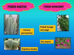 Bagaimana tidak hari ini adalah hari ulang tahunku yang. Ppt Tanaman Hiasan Powerpoint Presentation Free Download Id 3535664