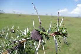 Image result for Acacia kirkii