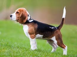 Beagle Elityavru Com