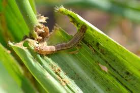 When sprayed by the farmers on their crops against aggregation pheromone traps can be used as an important component of integrated pest management (ipm) to capture and manage this pest. Neem Based Biopesticides As Good As Insecticides To Fight Fall Armyworm Cabi Org