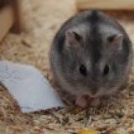 Ganseblumchen Und Lowenzahn Ohne Bedenken Verfuttern Das Hamsterforum