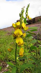 Image result for Crotalaria vasculosa