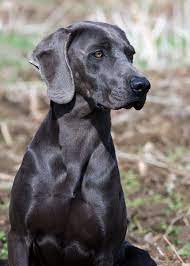 Leslie Nicole Weimaraner Puppies Blue Weimaraner Weimaraner