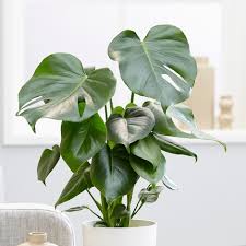 It has been introduced to many tropical areas, and has become a mildly invasive species in hawaii, seychelles, ascension island and the society islands. Buy Medium 40cm Swiss Cheese Plant Monstera Deliciosa 15 99 Delivery By Crocus
