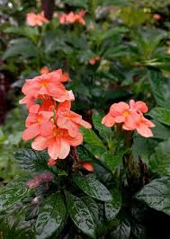 Image result for Crossandra infundibuliformis