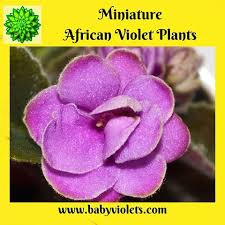 Check spelling or type a new query. 130 Miniature African Violet Flowers Plants Ideas In 2021 African Violets Plants African Violets Violet Flower