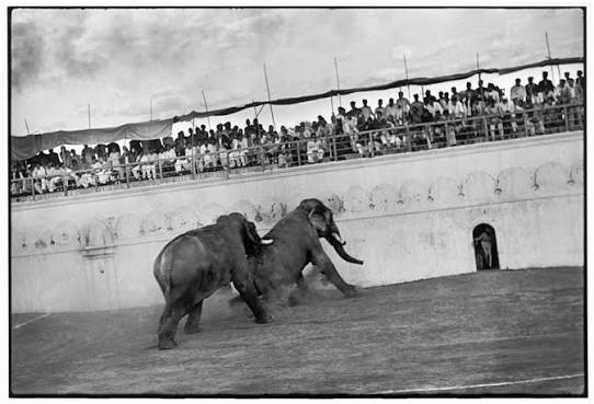 An elephant fight at Udaipur India— circa 1920s.