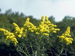 The University Of Texas At Austin Long Blooming Perennials Pollinator Garden Native Plants