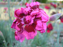 Easter noi usiamo i cookies per per offrirti la migliore esperienza possibile. Garden Pinks Laced Monarch Floricoltura Billo