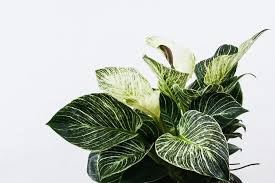 Rather rarer than some other varieties of please note that all parts of the philodendron birkin are toxic to people and pets. Philodendron Birkin Care Guide Sprouting Indoors Succulent Cactus And Houseplant Tips
