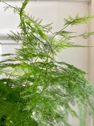 Image result for Asparagus setaceus