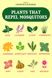 We did not find results for: Plants That Repel Mosquitoes And Other Insects Mosquito Repelling Plants Insect Repellent Plants Mosquito Plants