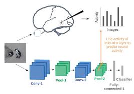 Convolutional Neural Networks As A Model Of The Visual System Past Present And Future Best Model Visual System Context