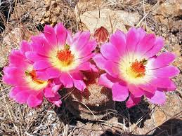 Succulents love sunlight, and rainbow cactus is no exception. Echinocereus Rigidissimus Arizona Rainbow Cactus