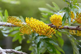 Image result for Grevillea robusta