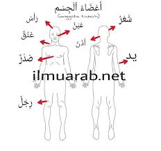Mohon dikoreksi apabila terdapat kesalahan. 55 Kosakata Bahasa Arab Anggota Tubuh Beserta Artinya Lengkap Ilmu Arab