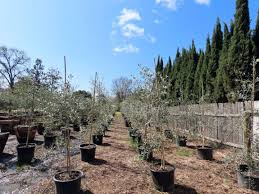 Koroneiki Olive Tree Olives Unlimited
