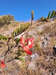 Image result for Aeschynomene heurckeana