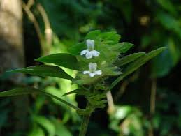 Image result for Phaulopsis imbricata