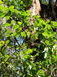 Image result for Eugenia aschersoniana