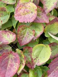 Image result for Cynanchum praecox