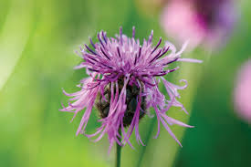 Image result for Centaurea praecox