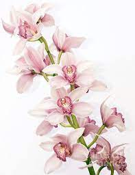 Pink Cymbidium Orchids By Shannon Smith Orchid Drawing Flower Painting Orchids