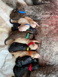 We did not find results for: 10 Standard Poodle Puppies Born On Easter 4 Silver Blue 2 Cream Could Be Parti 2 White 2 Cafe Au Lait Silver Beige Poodles