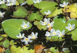 Let's take a look at some of our favorite floating plants. Texas Invasives