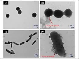 Taglines from original posters and video/dvd covers. A Sustainable Way For Surface Functionalisation Of Pet Nonwoven With Novel Chitosan Cinnamaldehyde Cross Linked Nanoparticles Sciencedirect