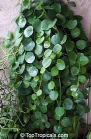 Image result for Cissus rubiginosa