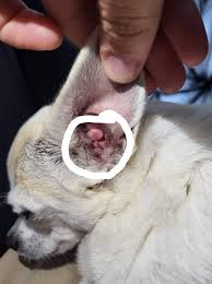 Image result for abscess dog's ear flap