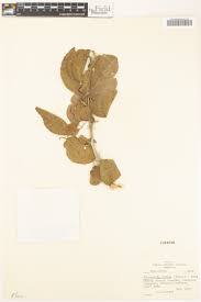 Image result for Dovyalis macrocalyx