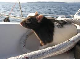Rats enjoy sailing, and other unexpected rat facts – PUBLIC HEALTH INSIDER