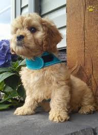 My mom sandylou is a cavalier and my dad jimbo is a miniature poodle. Buster Cavapoo Puppy For Sale In Millersburg Oh Happy Valentines Day Happyvalentinesday2016i