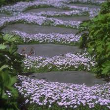 A moss like groundcover that has bright yellow foliage and is covered in tiny white flowers. Blue Star Creeper Ground Cover Plants Front Yard Plants Purple Garden